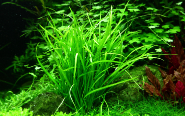 Helanthium tenellum 'Green' - Kleine grüne Zwergschwertpflanze 1-2-Grow!